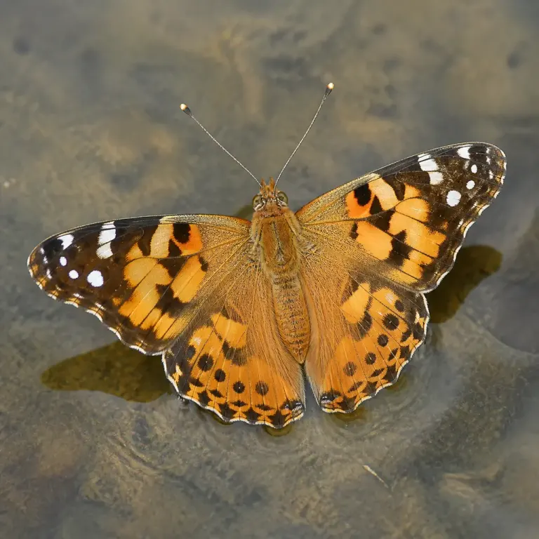 Top-down macro photograph of an orange butterfly with open wings over shallow water