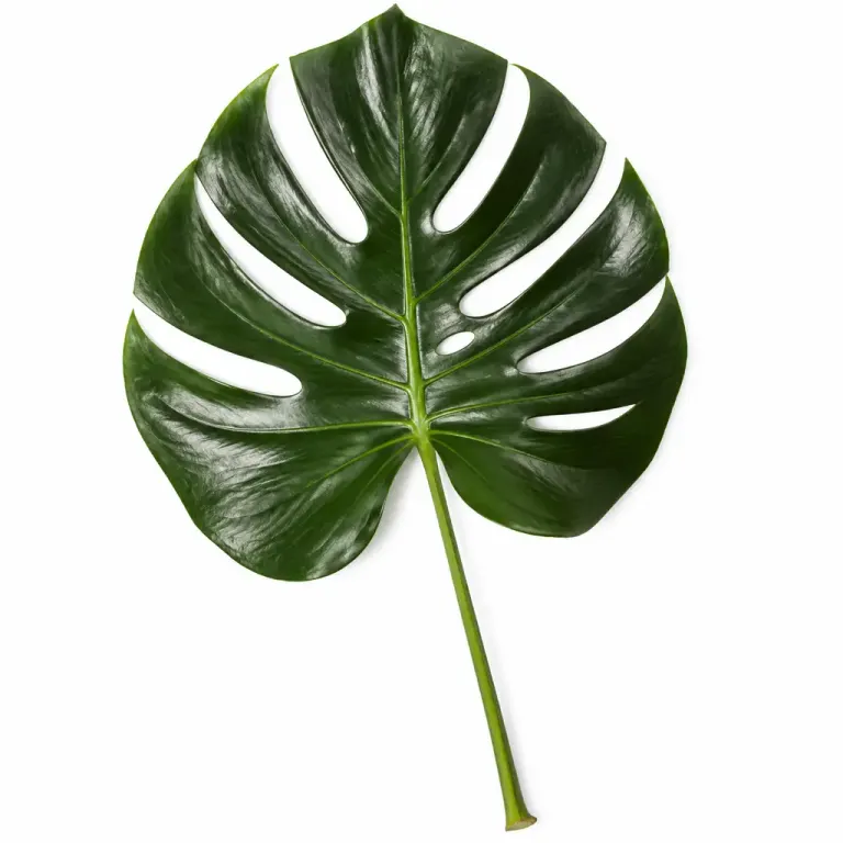 Single glossy Monstera leaf in a top-down flat lay against a bright blown white window background